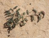 Astragalus bombycinus. Плодоносящее растение. Египет, западные окр. г. Эль-Дабаа, залежь около оливковой плантации. 08.03.2017.