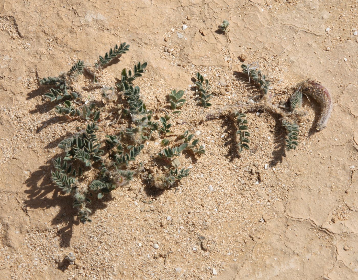 Изображение особи Astragalus bombycinus.