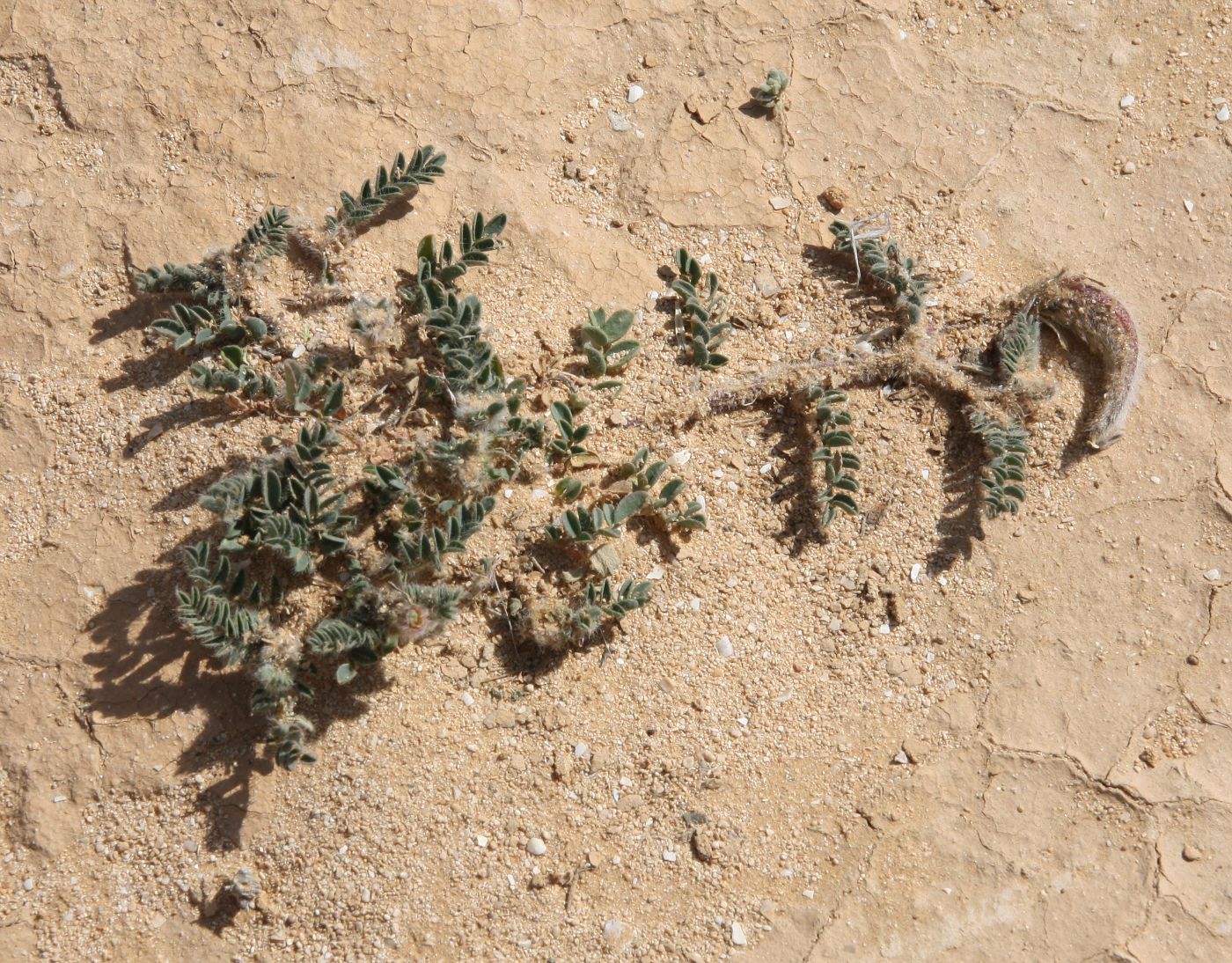 Image of Astragalus bombycinus specimen.