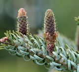 Abies koreana