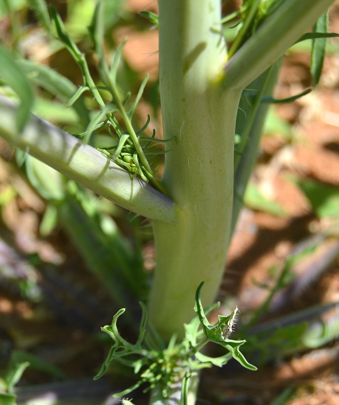 Изображение особи Sisymbrium altissimum.