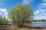 Salix triandra