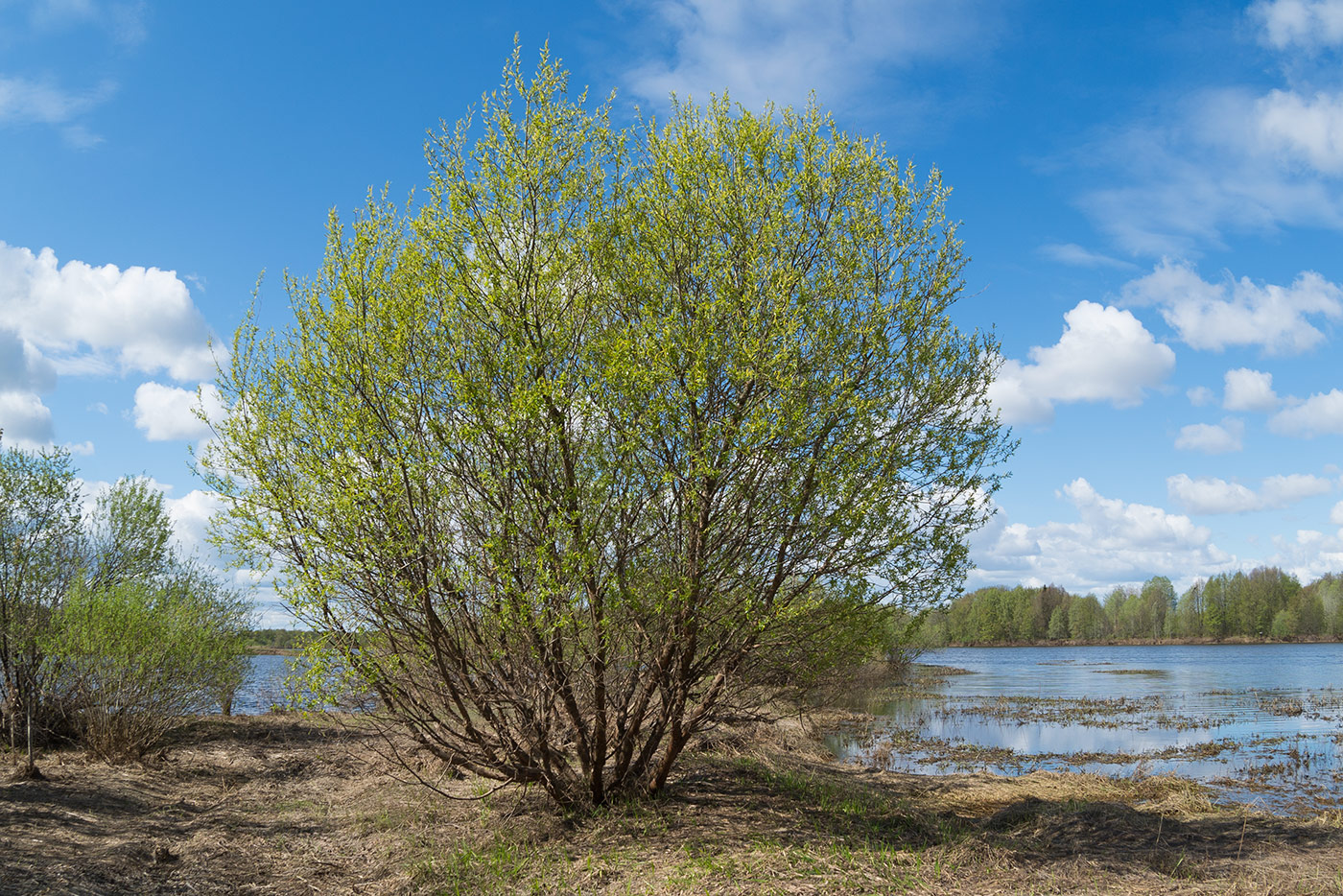 Изображение особи Salix triandra.