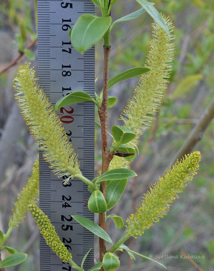 Image of Salix lucida specimen.