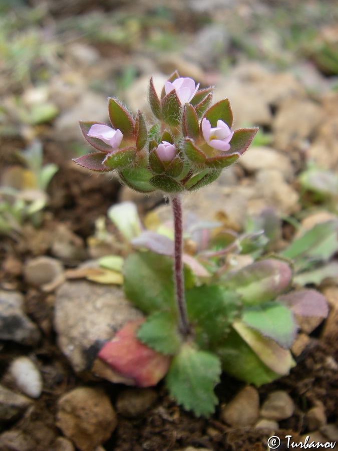 Image of Androsace maxima specimen.