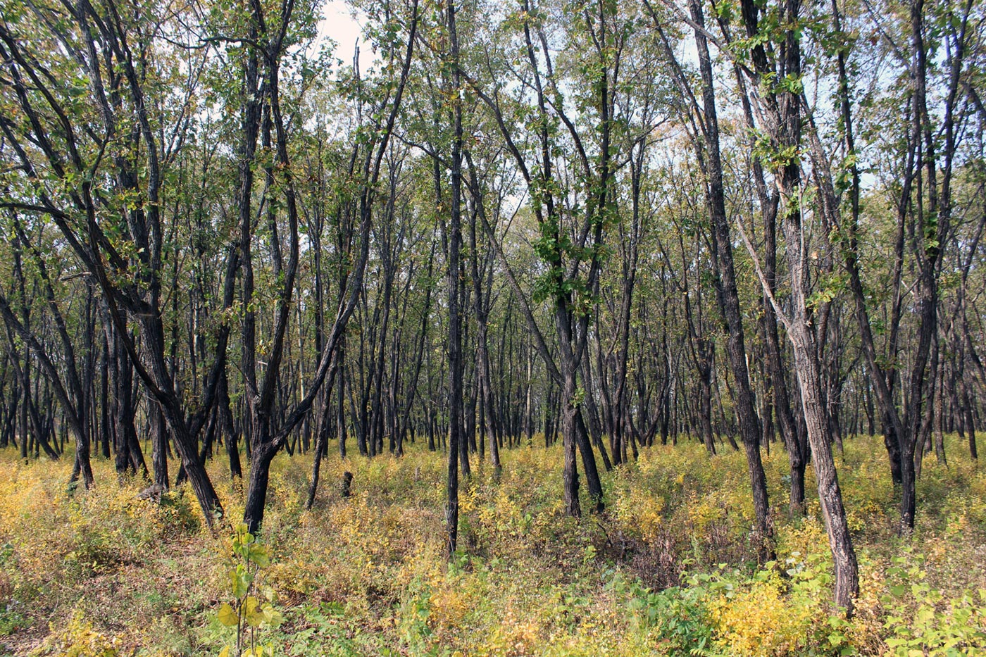 Image of Quercus mongolica specimen.