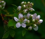 Rubus allegheniensis