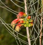 Calothamnus gilesii