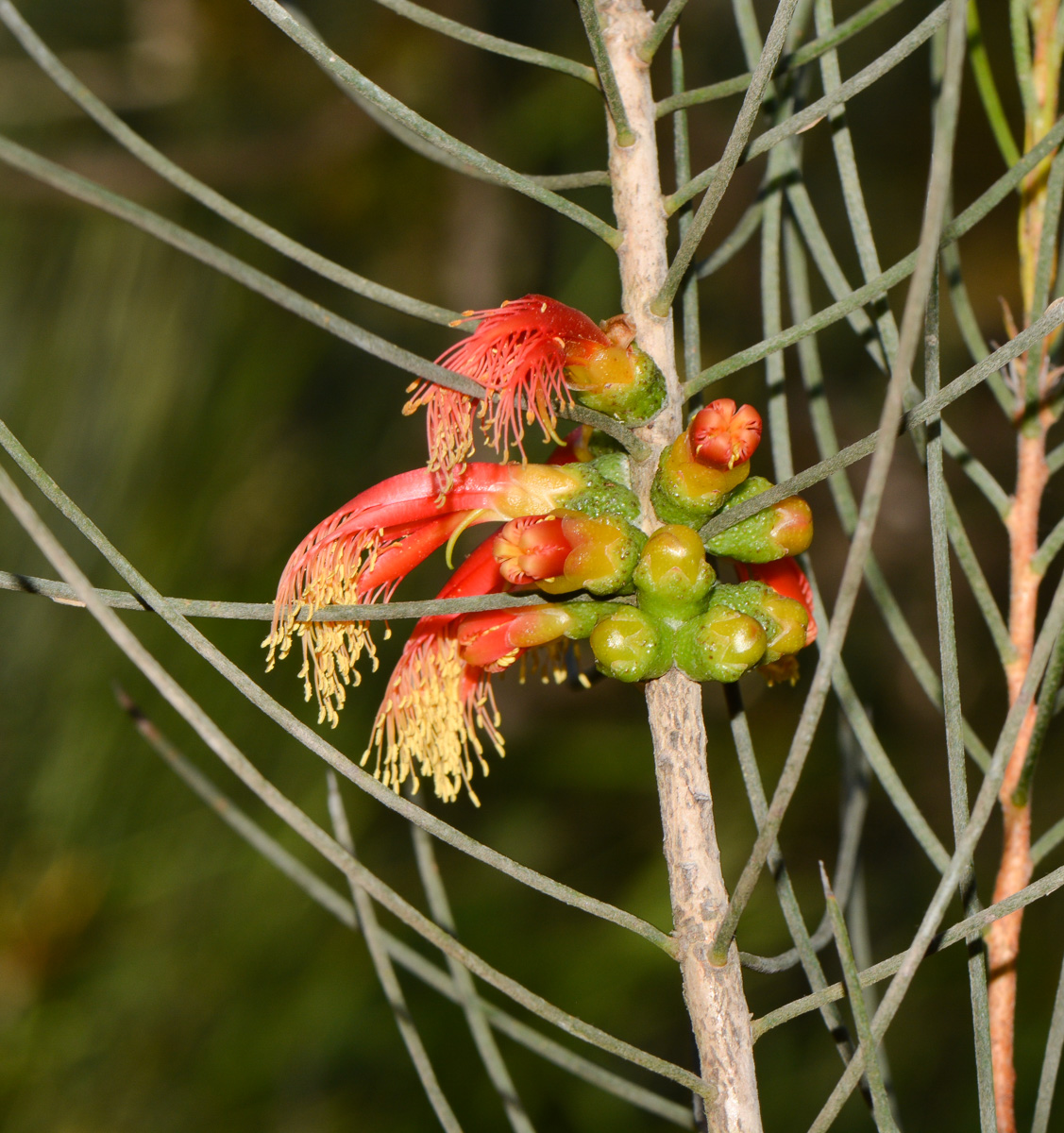 Image of Calothamnus gilesii specimen.