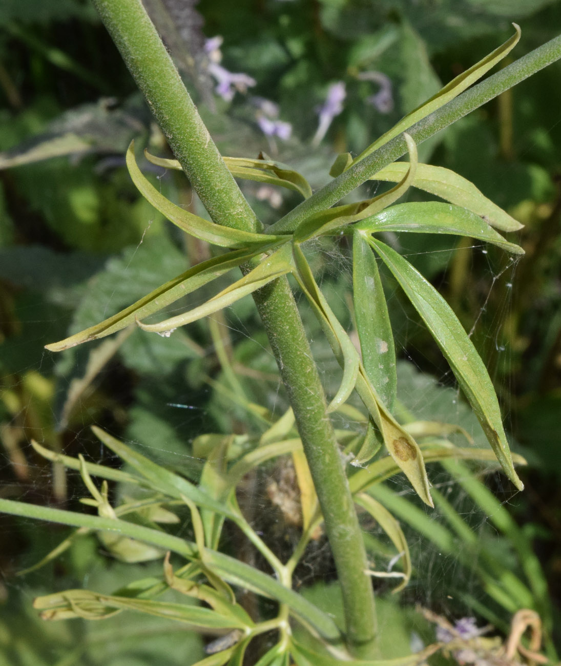 Image of Delphinium biternatum specimen.