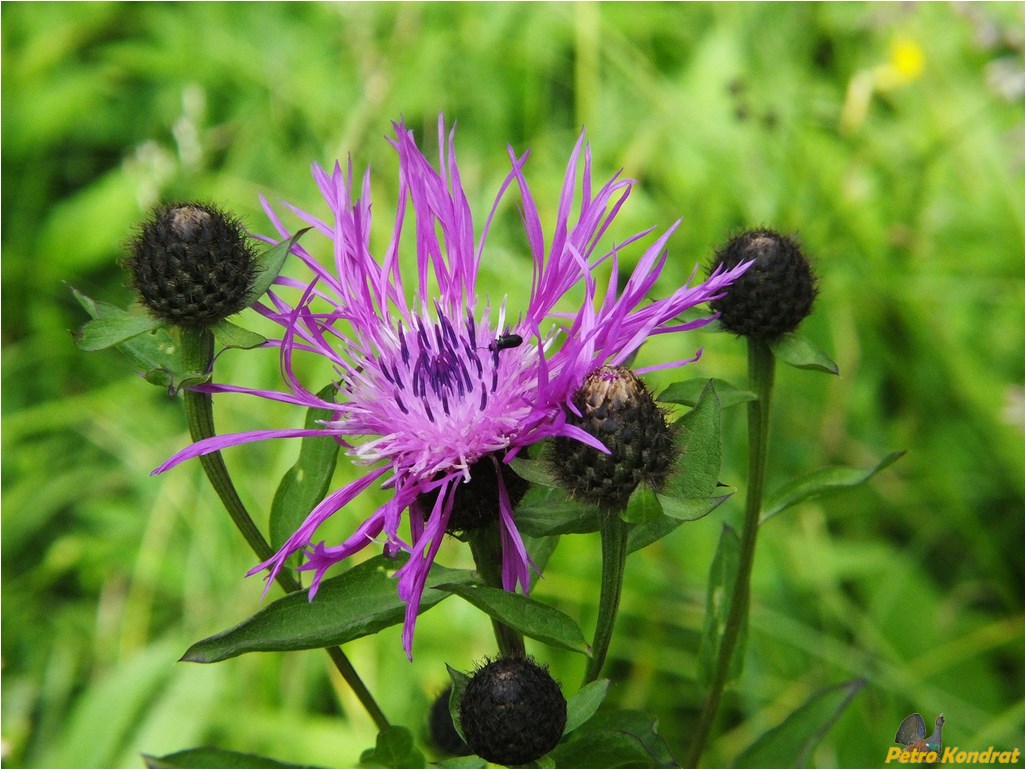 Изображение особи Centaurea carpatica.