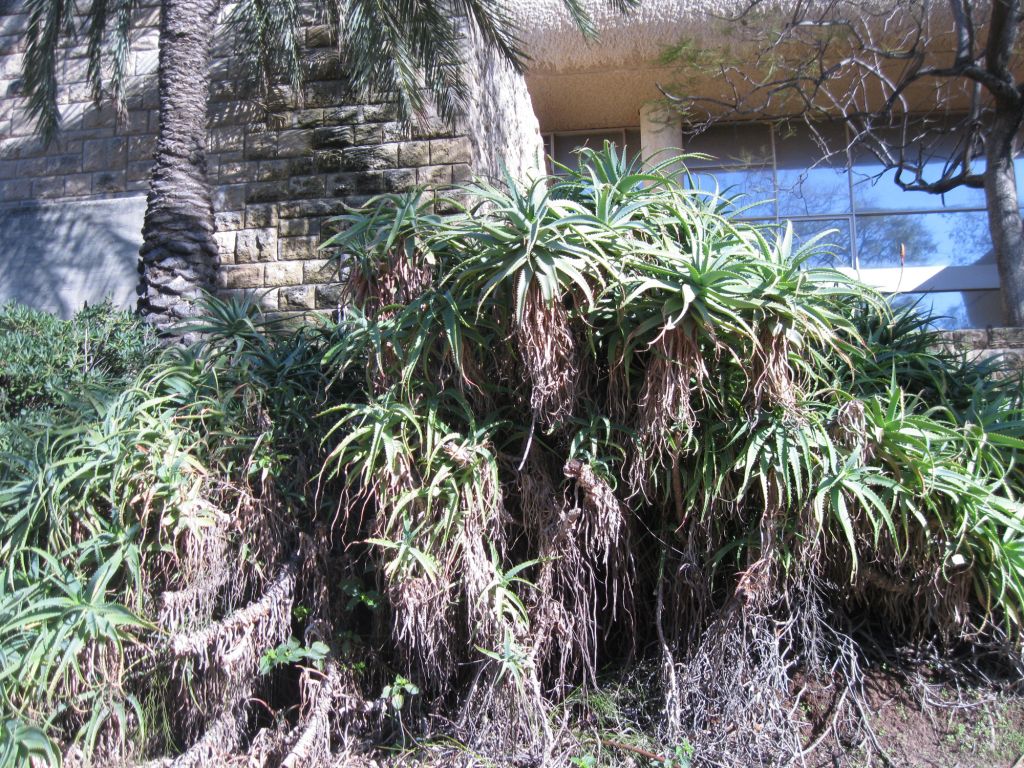 Image of Aloe arborescens specimen.