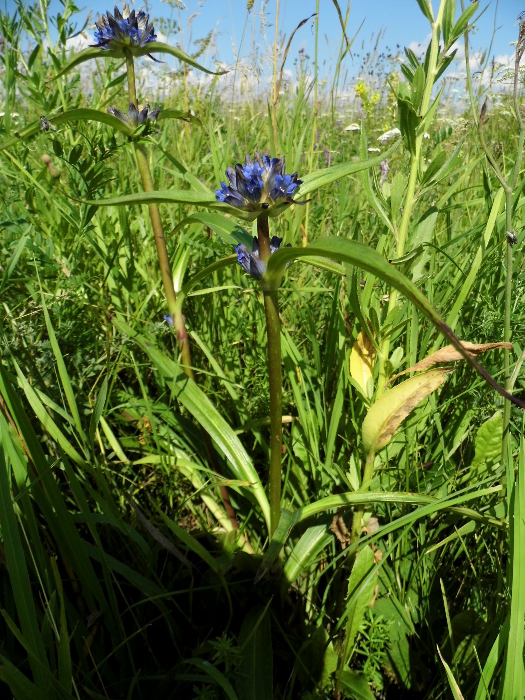 Image of Gentiana macrophylla specimen.