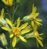 Solidago virgaurea. Соцветие. Пермский край, г. Пермь, Свердловский р-н, кладбище \"Южное\", пустырь. 01.08.2017.