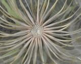genus Tragopogon