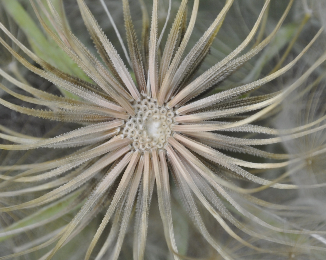 Image of genus Tragopogon specimen.