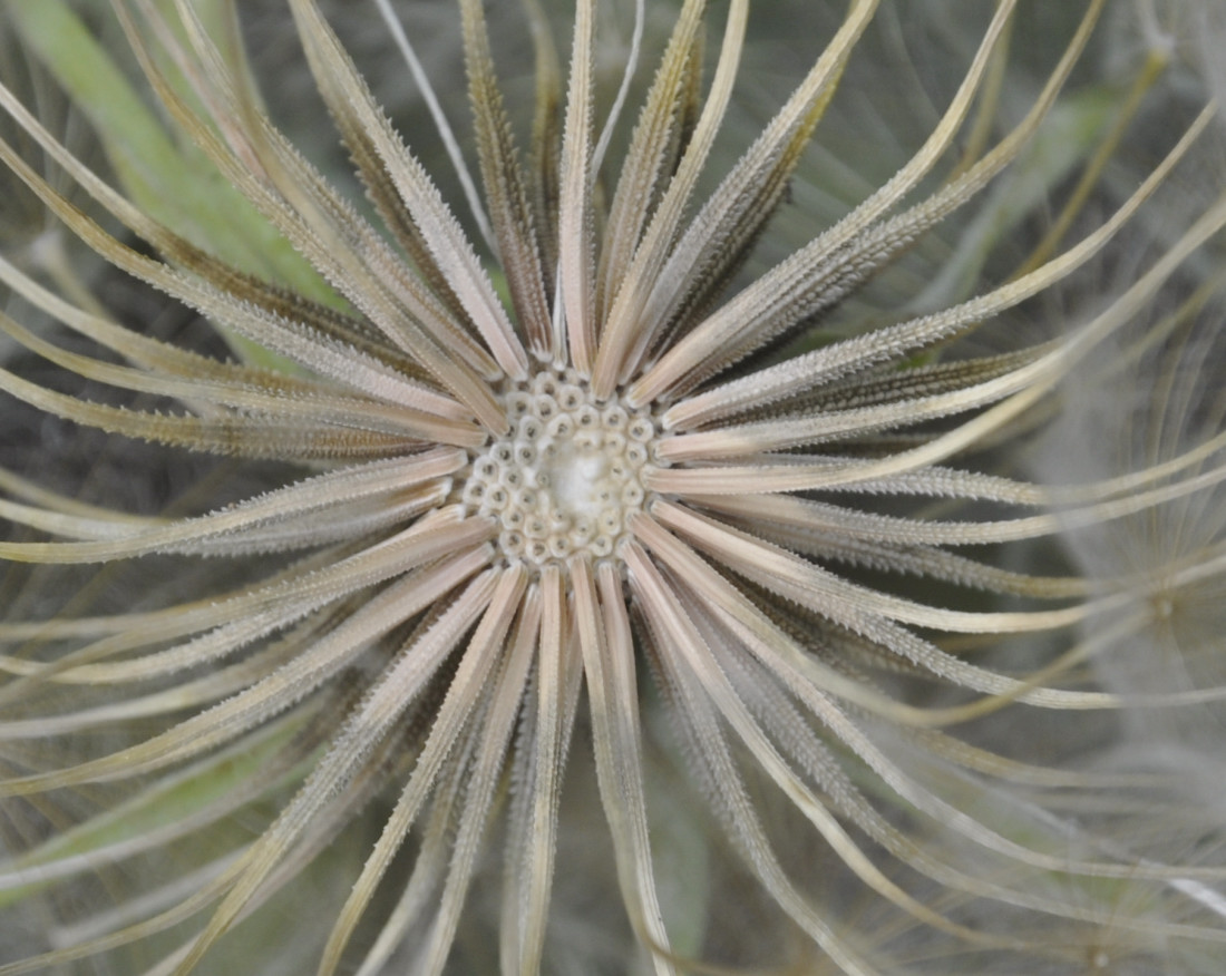 Изображение особи род Tragopogon.