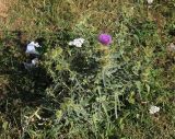 Cirsium ciliatum