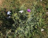 Cirsium ciliatum. Зацветающее растение (белые соцветия - Achillea millefolium). Карачаево-Черкесия, Тебердинский заповедник, пастбище у тропы к водопаду Мужские слёзы. 30.07.2017.