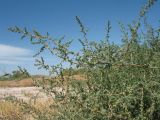 Suaeda microphylla. Верхушки побегов с цветками. Казахстан, окр. ю-з. угла оз. Балхаш, солончаковая прибрежная пустыня. 24 мая 2017 г.