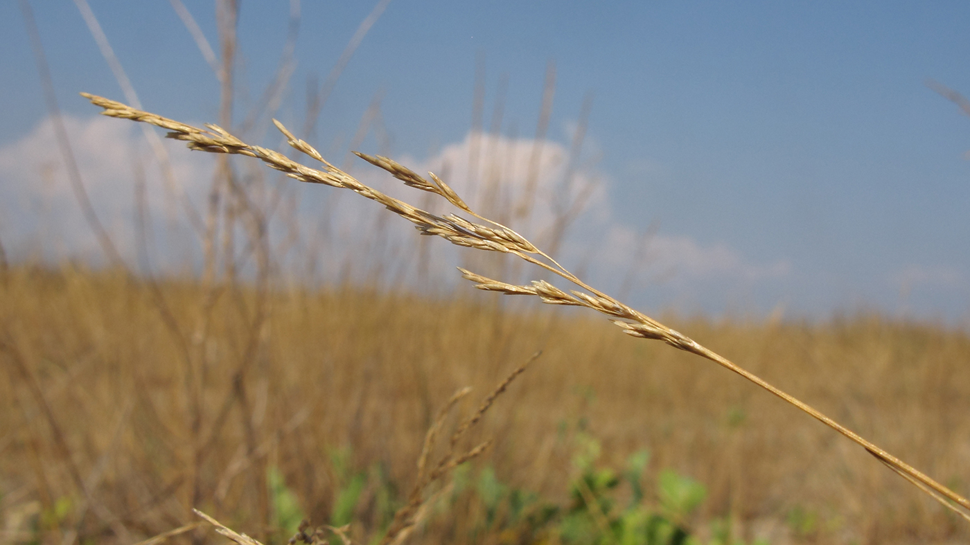 Image of Festuca pratensis specimen.