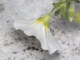 Convolvulus tricolor