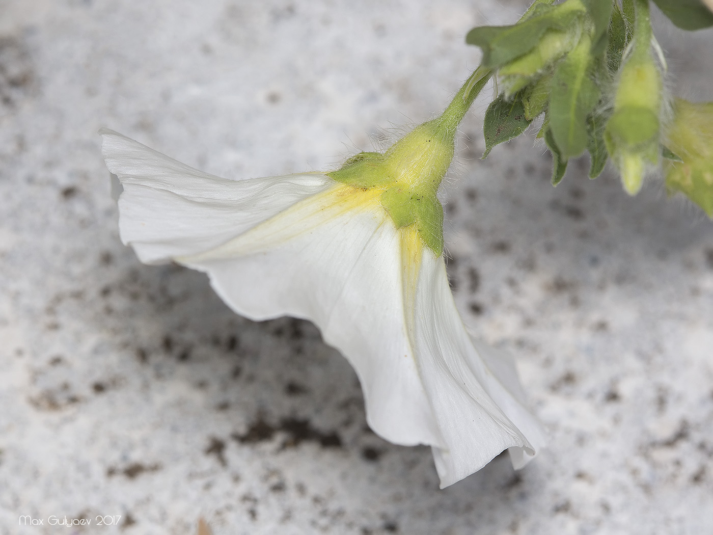 Изображение особи Convolvulus tricolor.