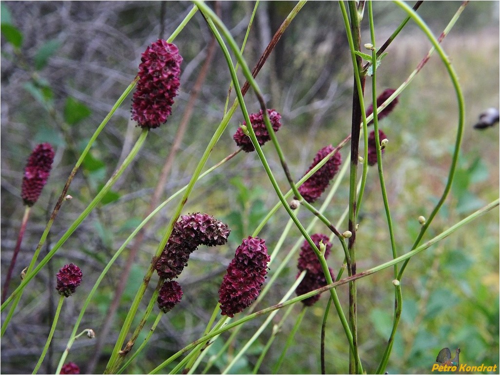 Изображение особи Sanguisorba officinalis.