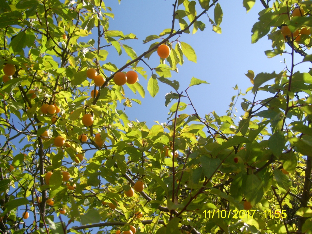 Image of Prunus cerasifera specimen.