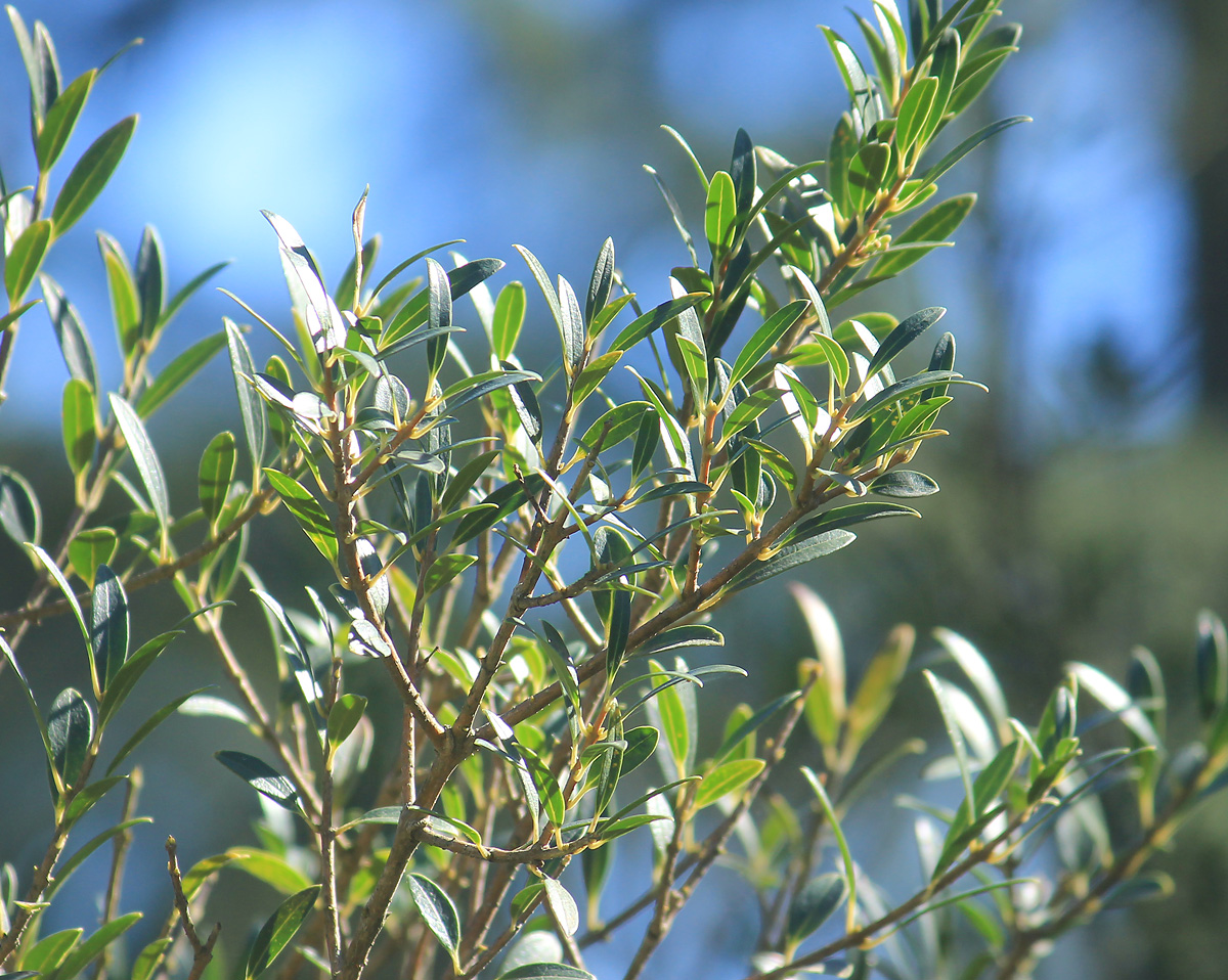 Image of Phillyrea angustifolia specimen.