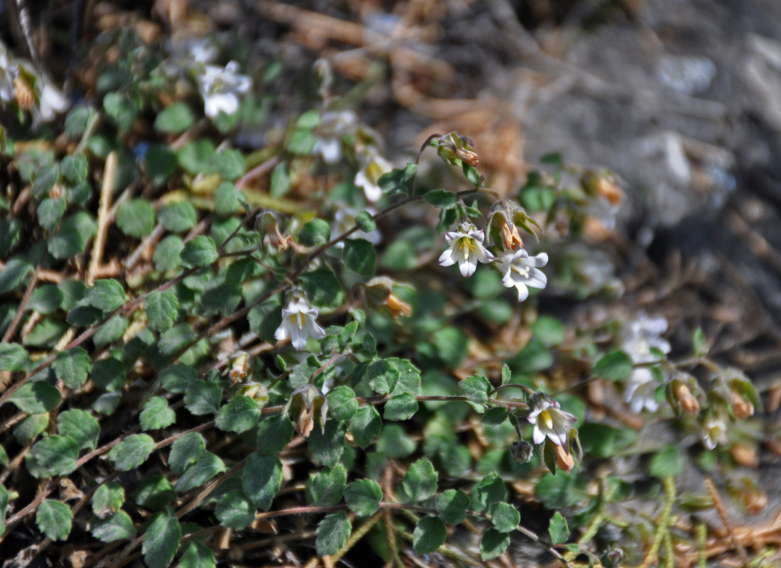 Image of Campanula cashmeriana specimen.