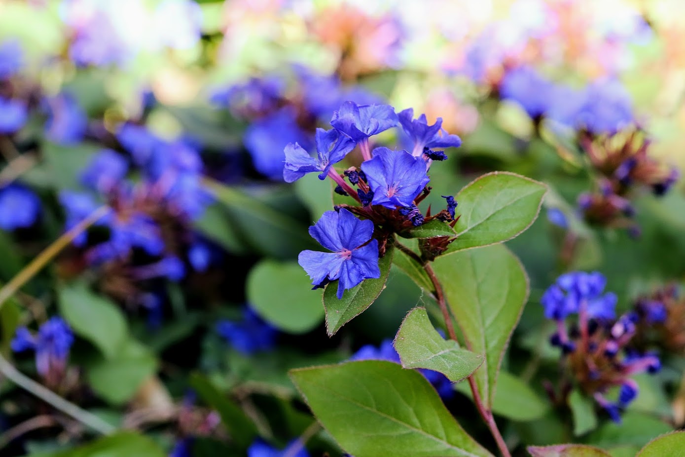 Изображение особи Ceratostigma willmottianum.
