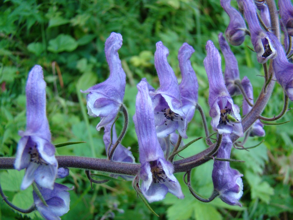 Image of Aconitum leucostomum specimen.