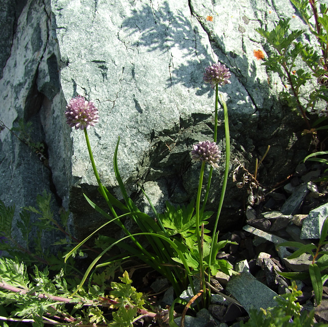 Image of Allium strictum specimen.