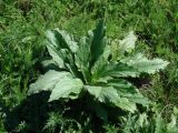 Cynoglossum officinale