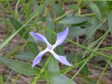 Vinca herbacea. Аномальный 4-лепестковый цветок. Днепропетровская обл., балка в верховьях р. Самоткани. 07.05.2010.