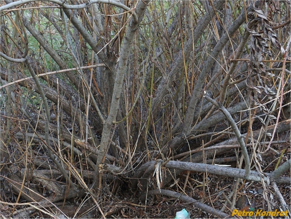 Image of Salix viminalis specimen.