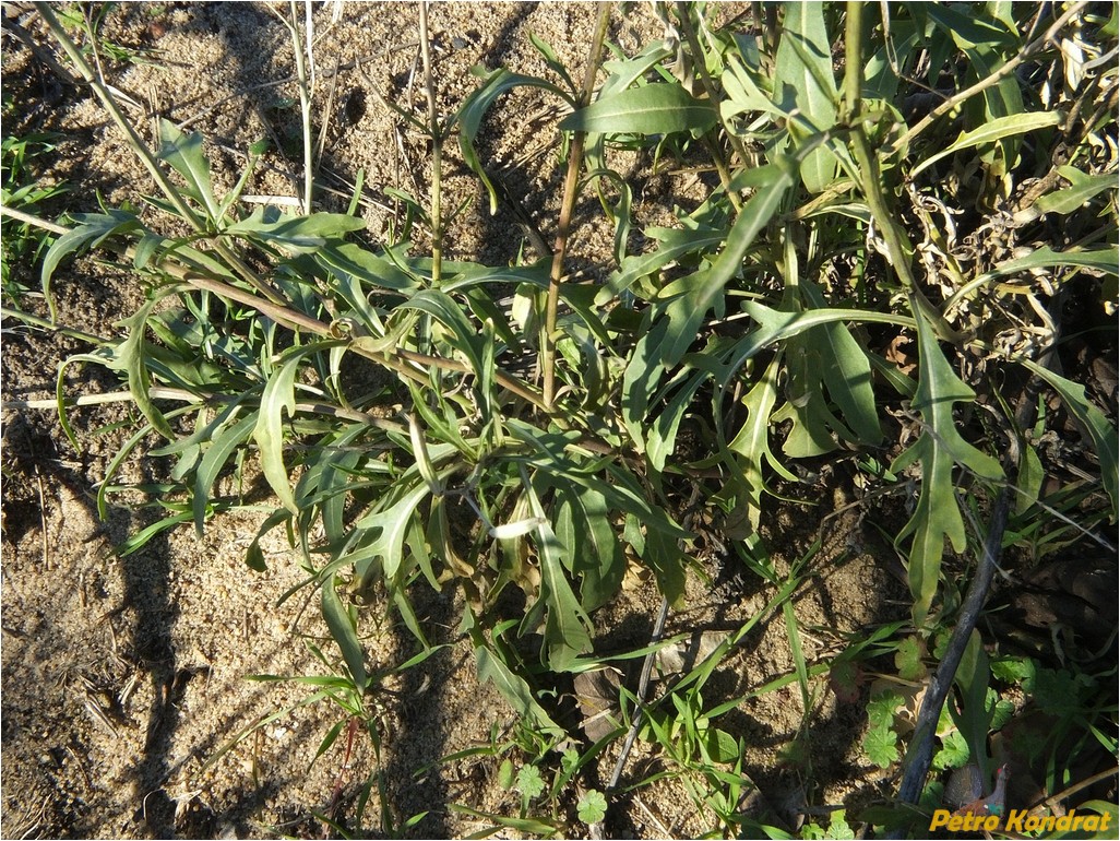 Image of Diplotaxis tenuifolia specimen.