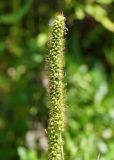 Image of taxon representative. Author is Тамара Риб