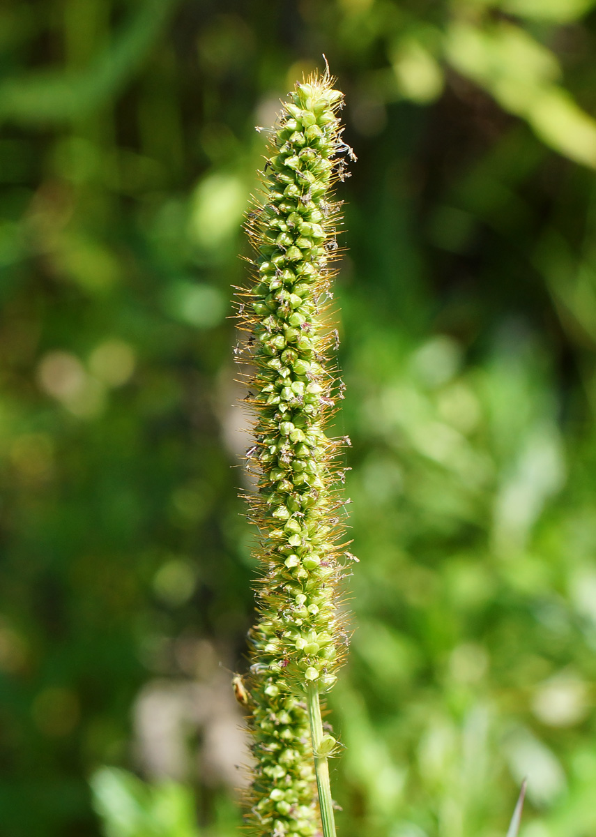 Image of Setaria pumila specimen.