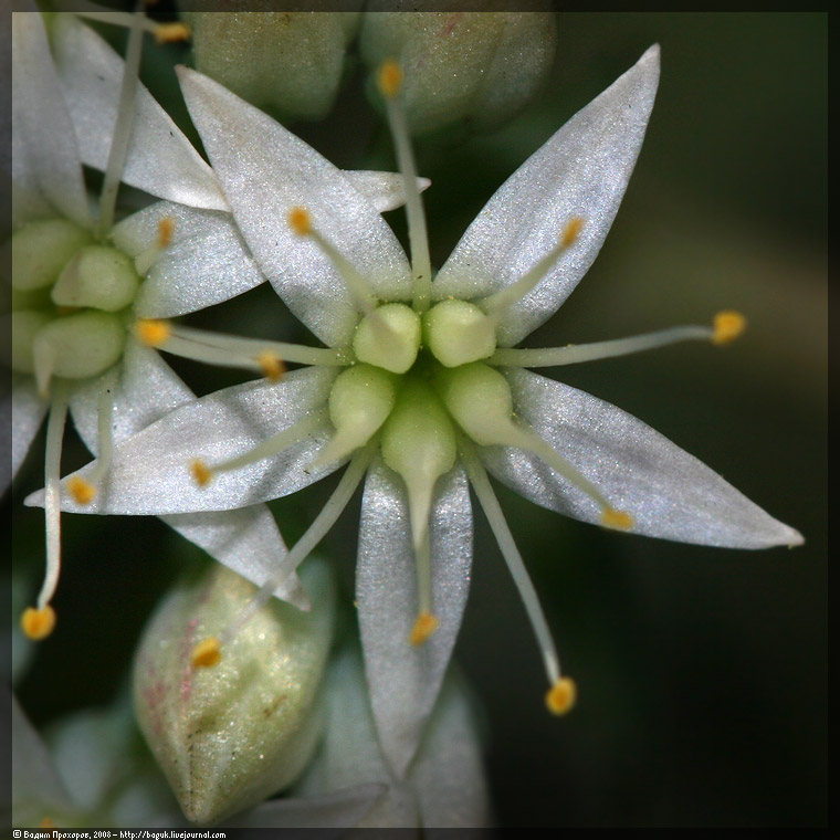 Image of Hylotelephium maximum specimen.