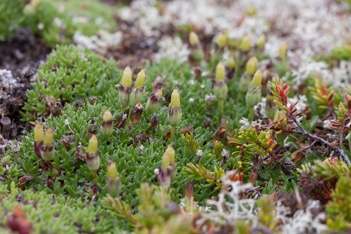 Image of Silene acaulis specimen.