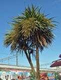 Cordyline australis. Верхушка плодоносящего растения. Краснодарский край, Лазаревский р-н Сочи, Дагомыс, в культуре. 09.07.2017.