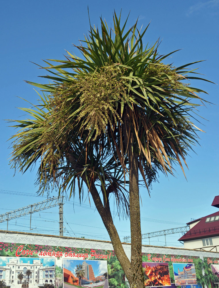 Изображение особи Cordyline australis.