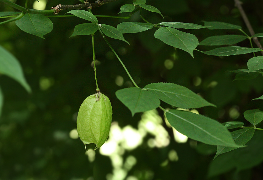 Image of Staphylea trifolia specimen.