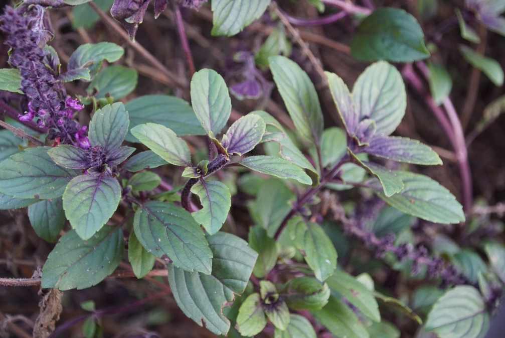 Изображение особи Ocimum basilicum.