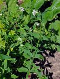 Asperula caucasica. Верхушки цветущих растений. Адыгея, плато Лагонаки, ≈ 1900 м н.у.м., субальпийский луг у верхней границы леса. 04.07.2017.