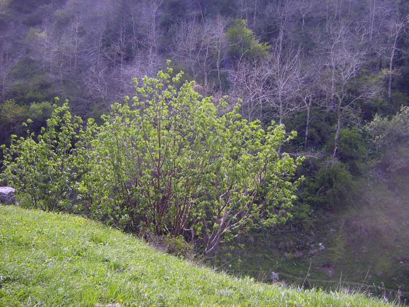 Image of Sorbus tianschanica specimen.