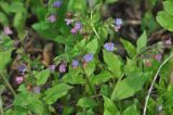 Pulmonaria obscura