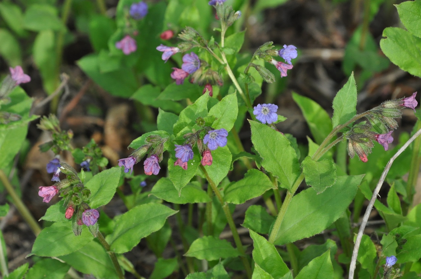 Изображение особи Pulmonaria obscura.